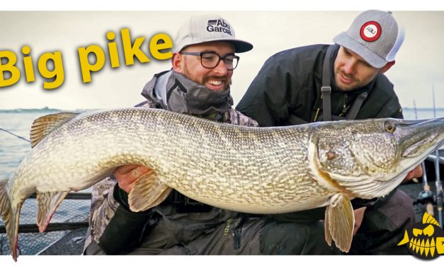 Aanbeet & vangst van 128 cm snoek live op video – Groot water, XXL Esox