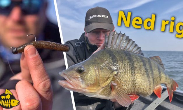 ***VIDEO*** Alles over de Ned rig – Killing voor grote baars