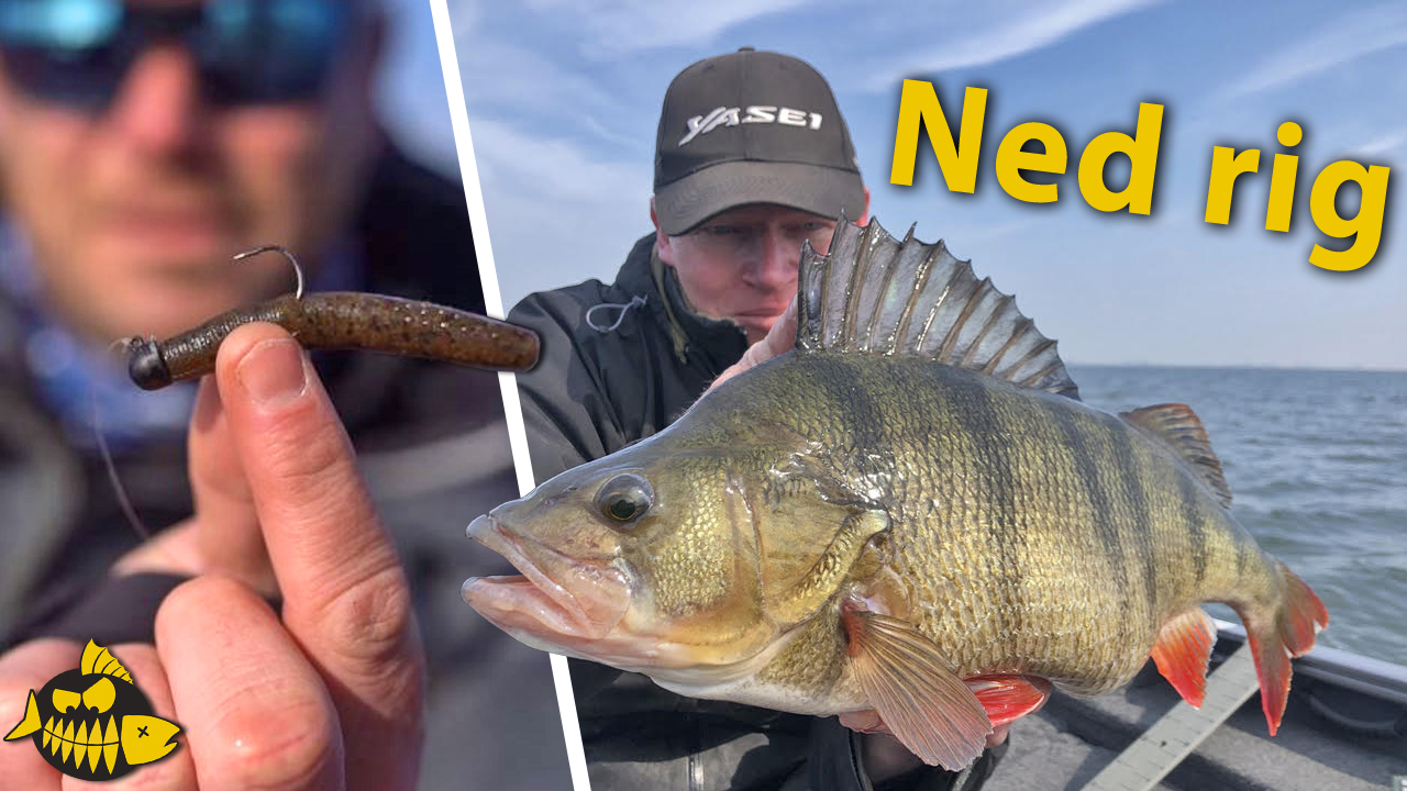 ***VIDEO*** Alles over de Ned rig – Killing voor grote baars