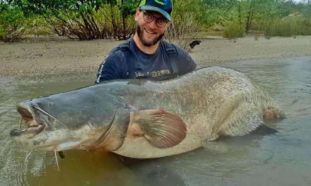 ***BREAKING NEWS*** Nieuwe Benelux record meerval van 237 cm – Nederlands GROOTSTE vis OOIT!