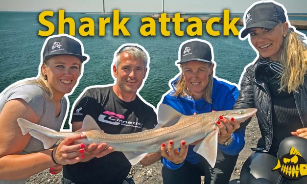 ***Roofmeister VIDEO*** Met vrouwen op haai vissen in Nederland – De Barracuda’s & JAWS