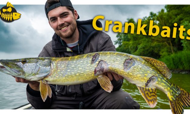 ***Roofmeister VIDEO*** Wat maakt CRANKBAITS zo succesvol?
