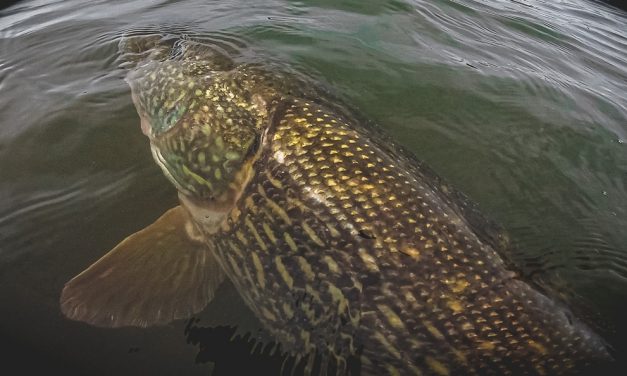 Terminal tackle allesbepalend bij vissen op XXL snoek