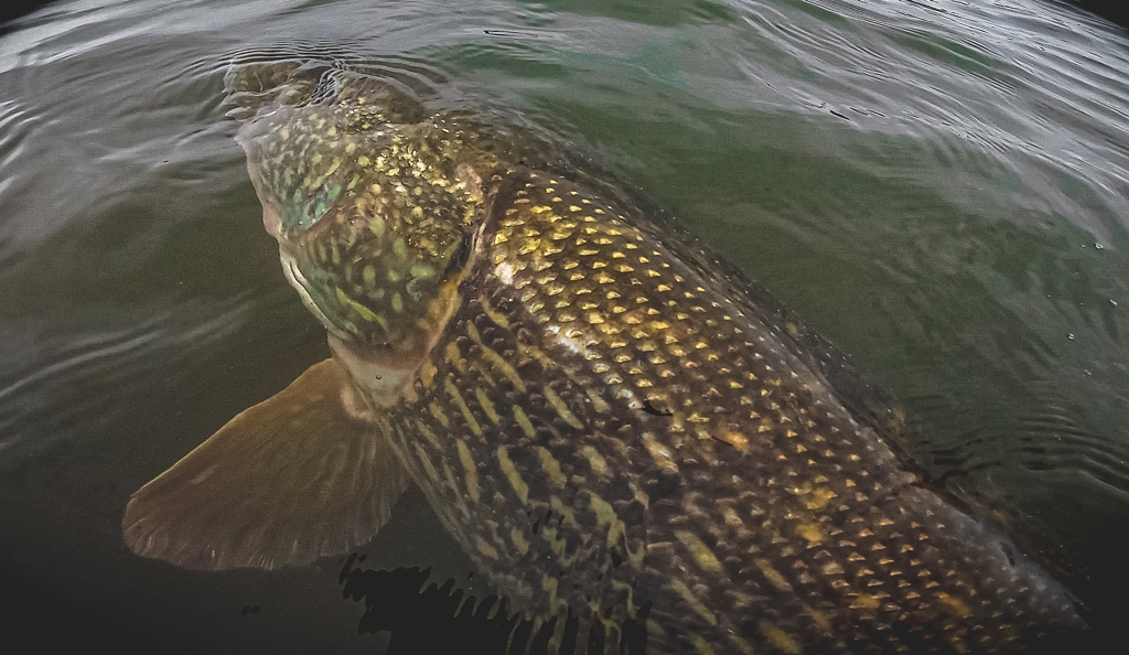 Terminal tackle allesbepalend bij vissen op XXL snoek