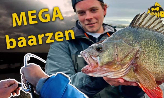 ***VIDEO*** Hoe GROOT is dit PR MEGA baars? Ultra traag vissen met de Carolina en Ned rig
