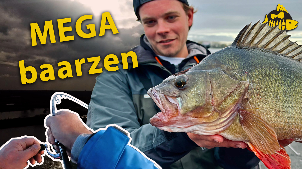 ***VIDEO*** Hoe GROOT is dit PR MEGA baars? Ultra traag vissen met de Carolina en Ned rig