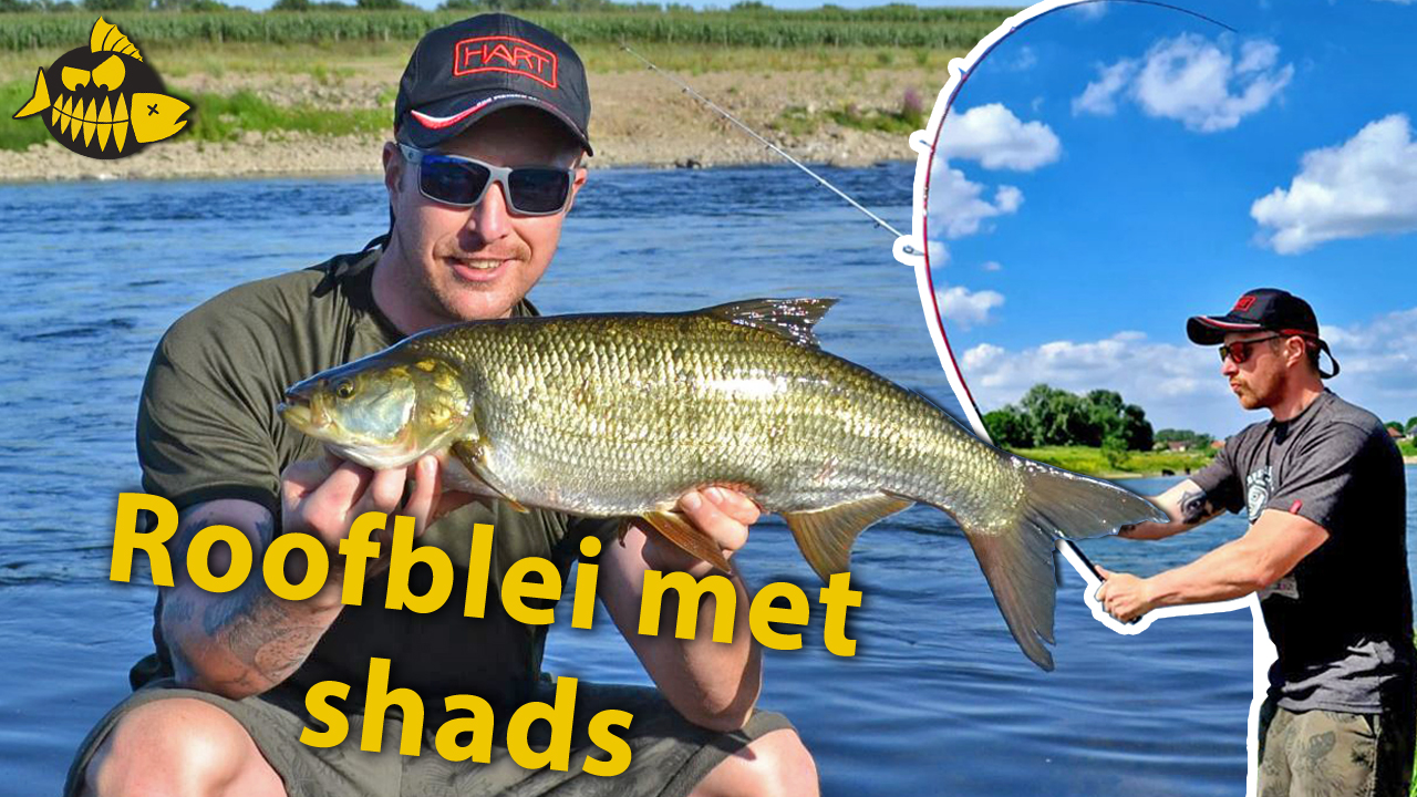 ***VIDEO*** Kantvissen op ROOFBLEI op de GRENSMAAS – Zo doe je dat en dit heb je nodig