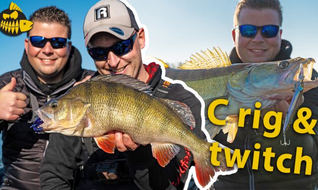 ***VIDEO*** Met TWITCHBAITS en de CAROLINA RIG op snoekbaars en baars