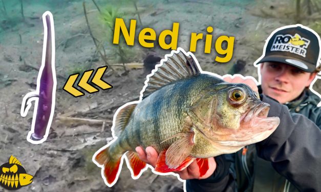 ***VIDEO*** De NED RIG techniek MOET je beheersen – Meest BIZARRE baars OOIT