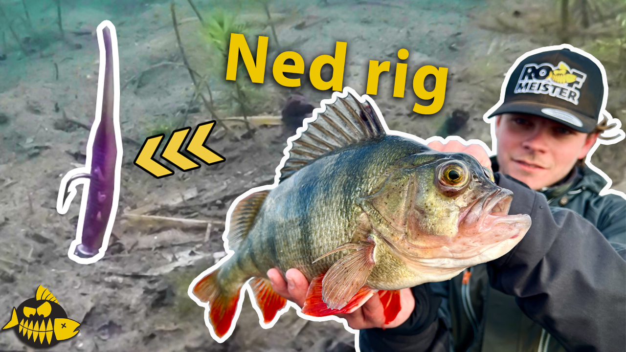 ***VIDEO*** De NED RIG techniek MOET je beheersen – Meest BIZARRE baars OOIT