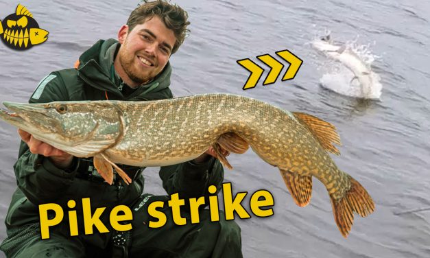 ***VIDEO*** Super leipe AANBEET LIVE in beeld – Werpen met groot kunstaas op snoek