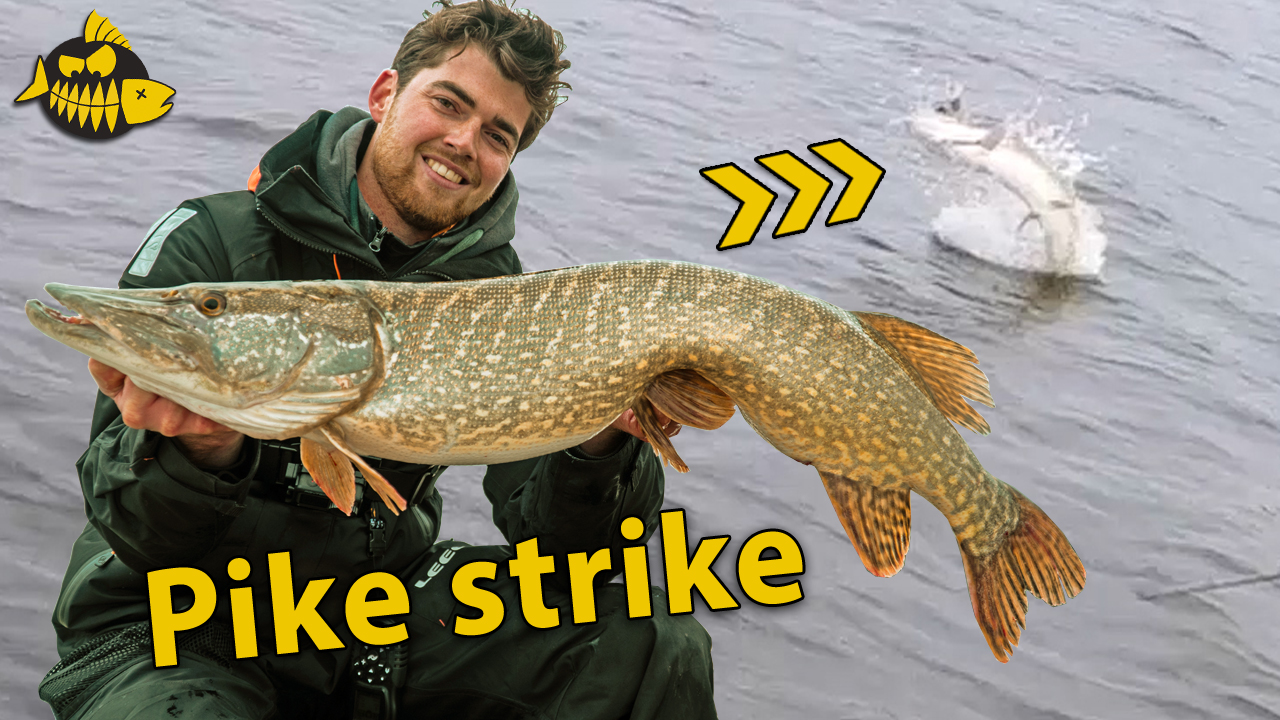 ***VIDEO*** Super leipe AANBEET LIVE in beeld – Werpen met groot kunstaas op snoek