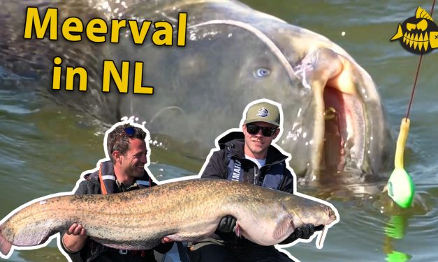 ***VIDEO*** Meerval in NEDERLAND – MEGABLUNDER van Beljaars