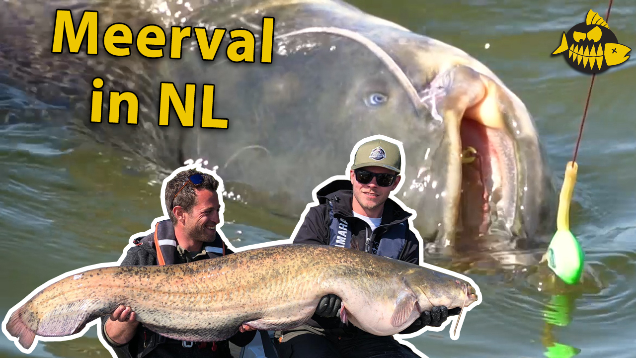 ***VIDEO*** Meerval in NEDERLAND – MEGABLUNDER van Beljaars