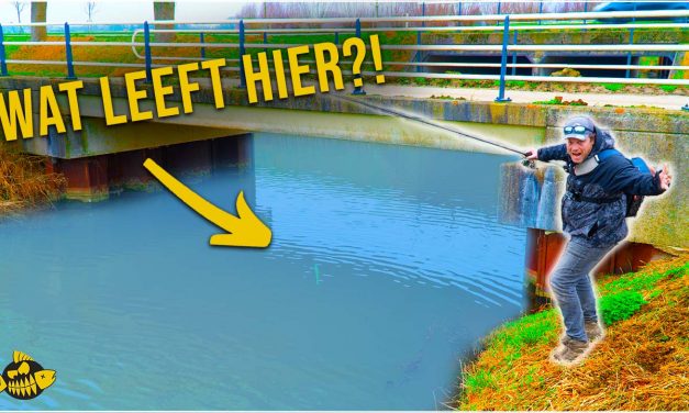***VIDEO*** Deze MEGA vis hadden we NOOIT VERWACHT – Alles over wintersnoek in de polder