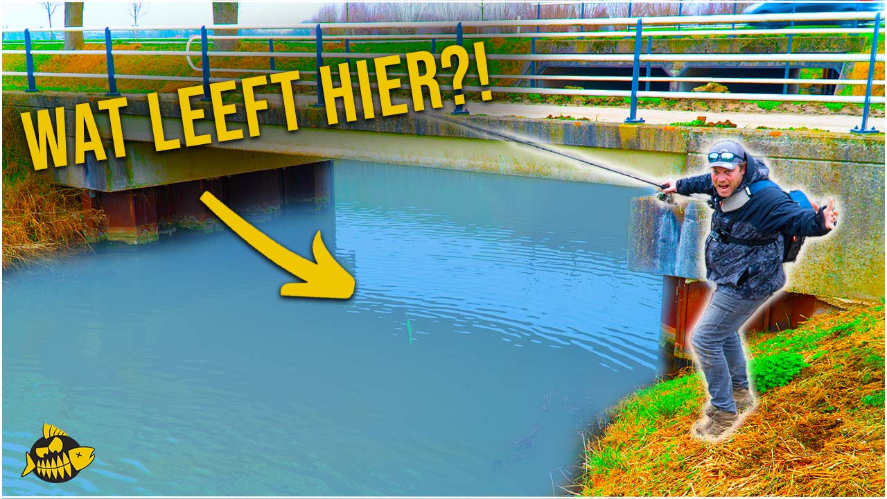 ***VIDEO*** Deze MEGA vis hadden we NOOIT VERWACHT – Alles over wintersnoek in de polder