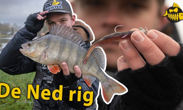 ***VIDEO*** Kantvissen op GROTE baars – Bo gaat voor goud met de NED RIG