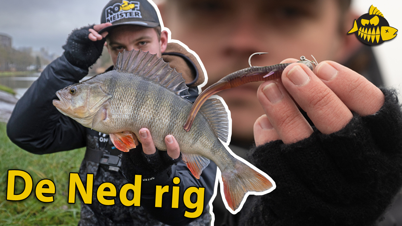 ***VIDEO*** Kantvissen op GROTE baars – Bo gaat voor goud met de NED RIG