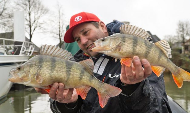 Snoekbaars zien is vangen? Baarzen de reddende engel