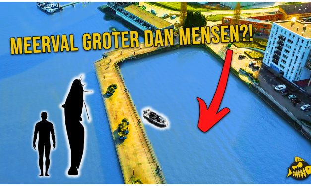 ***VIDEO*** MEERVAL op KUNSTAAS in Rotterdam – Vangen we die 2 METER vis?