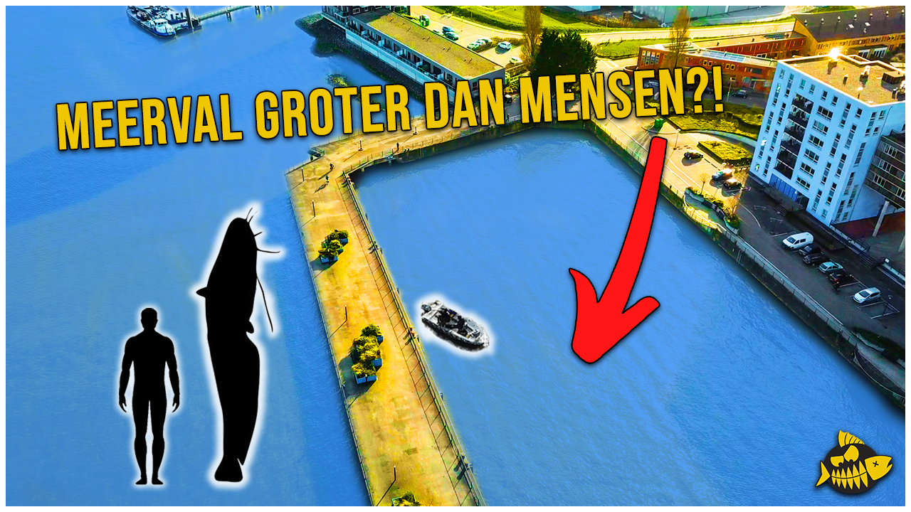 ***VIDEO*** MEERVAL op KUNSTAAS in Rotterdam – Vangen we die 2 METER vis?