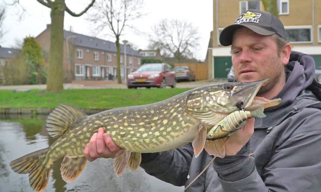 Met deze tips ga je meer snoek vangen vanaf de kant