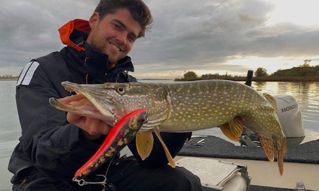 De kracht van hybride jerkbaits – Onvoorspelbaar maar killing