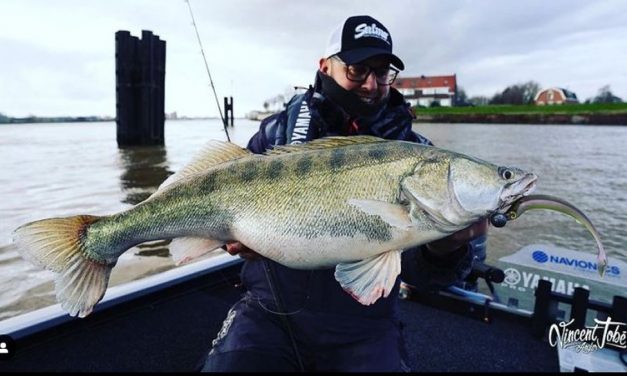 Video: Op zoek naar snoekbaars stekken met Vincent Tobé