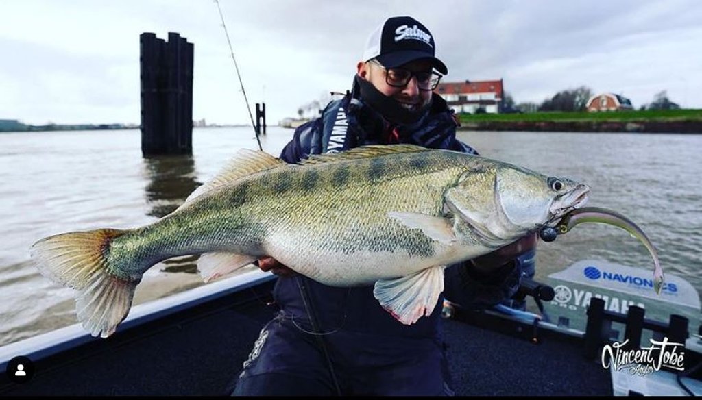 Video: Op zoek naar snoekbaars stekken met Vincent Tobé