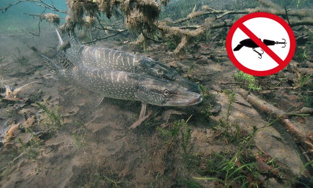 De gesloten tijd – Geldt dit ook voor de beroepsvisser?