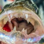 Vanaf de kant op snoekbaars – 5 tips voor beginners