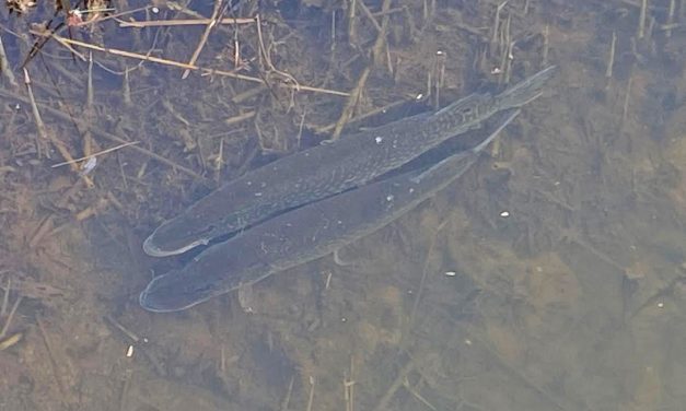 Wanneer paait snoek, snoekbaars en baars eigenlijk?