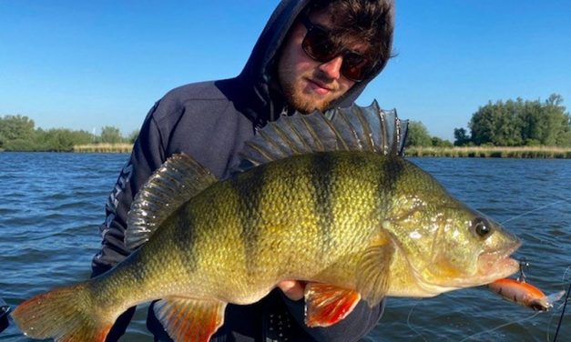 Dit moet je weten over snoek, snoekbaars en baars voor het nieuwe seizoen