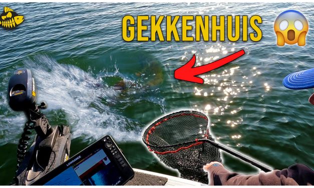 ***VIDEO*** Deze MEGA vis hadden we NOOIT verwacht – Grote baars op het Haringvliet