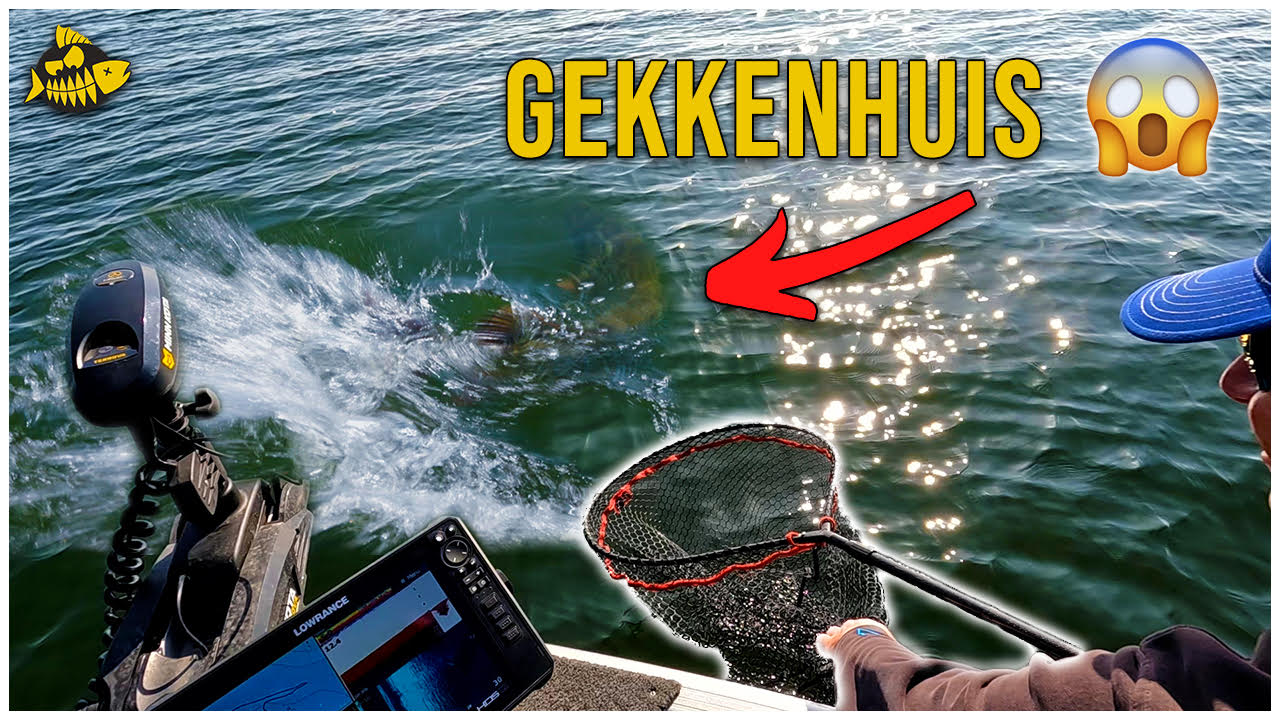 ***VIDEO*** Deze MEGA vis hadden we NOOIT verwacht – Grote baars op het Haringvliet