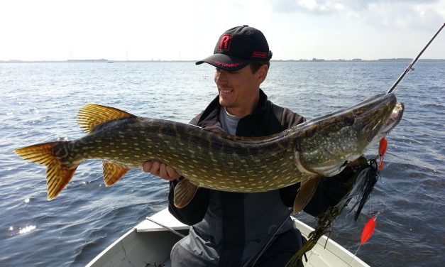 Met spinnerbaits veel en groot vangen – Wanneer? NU!