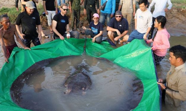 Grootste zoetwatervis ooit gevangen!