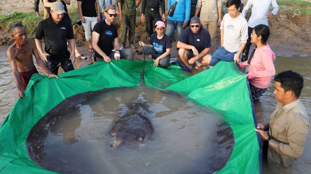Grootste zoetwatervis ooit gevangen!