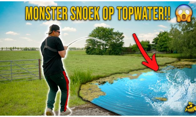 ***VIDEO*** DEZE METERSNOEK HADDEN WIJ NOOIT VERWACHT – Oppervlakte kunstaas in de polder