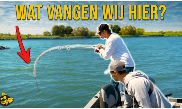 ***VIDEO*** DIT IS DE BESTE ROOFVIS TECHNIEK IN DE ZOMER – Gekkenhuis met crankbaits