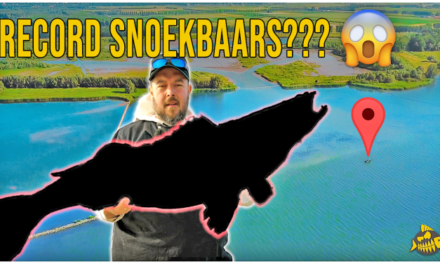 VANGEN WIJ HET RECORD SNOEKBAARS – Zoveel mogelijk roofvissoorten op één kunstaas