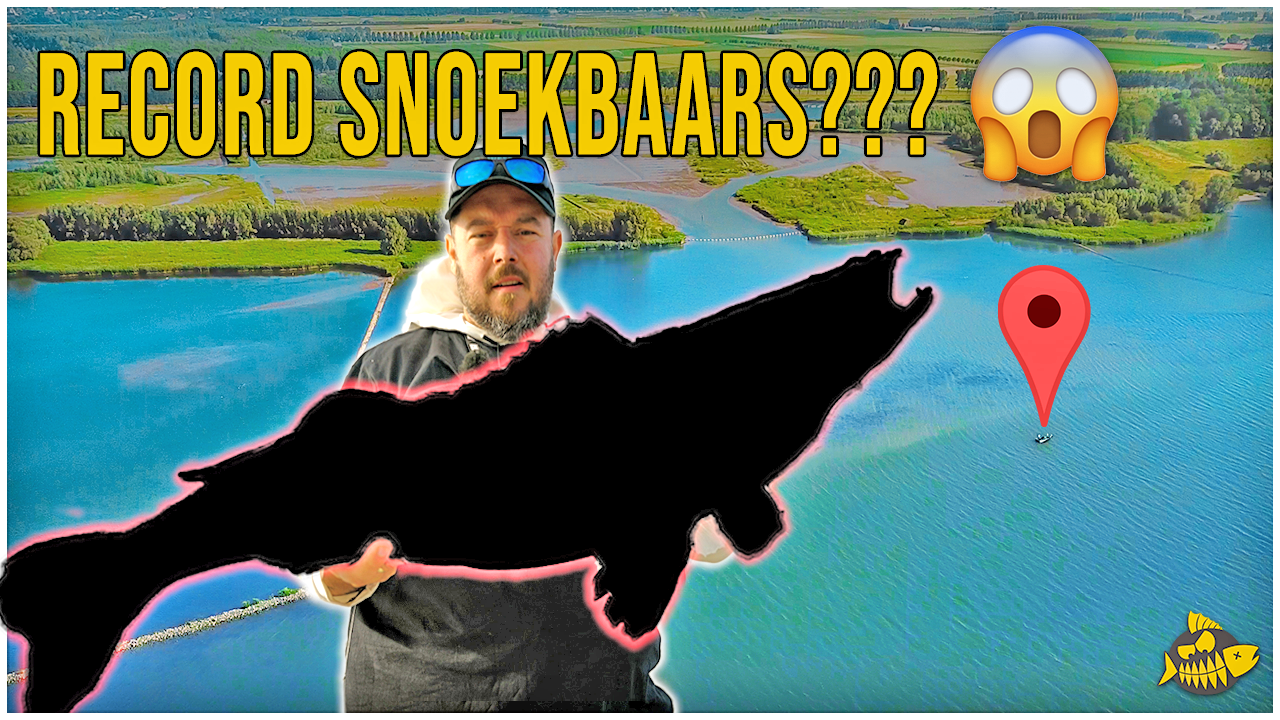 VANGEN WIJ HET RECORD SNOEKBAARS – Zoveel mogelijk roofvissoorten op één kunstaas