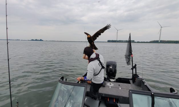 ***BIZAR*** Valt deze roofvogel een visser op het Haringvliet aan – MET VIDEO