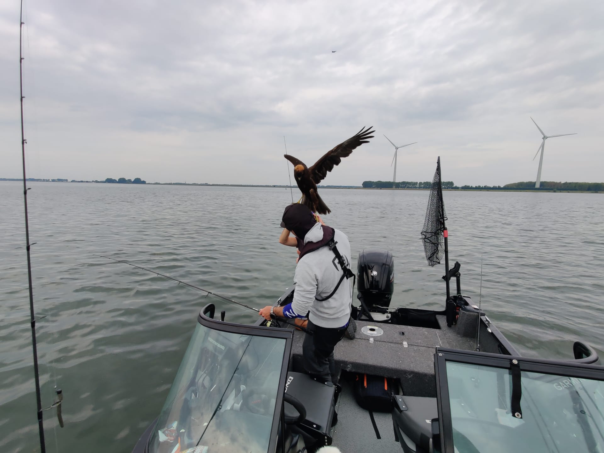 ***BIZAR*** Valt deze roofvogel een visser op het Haringvliet aan – MET VIDEO
