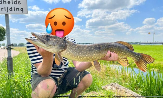 Vissen op roofvis met hoge watertemperaturen –  Wat is verantwoord?