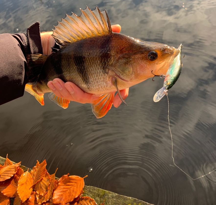 Scoren op roofvis in de herfst – 5 top tips