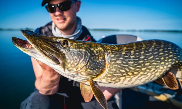Werpend op snoek op groot water – Video Fox Rage