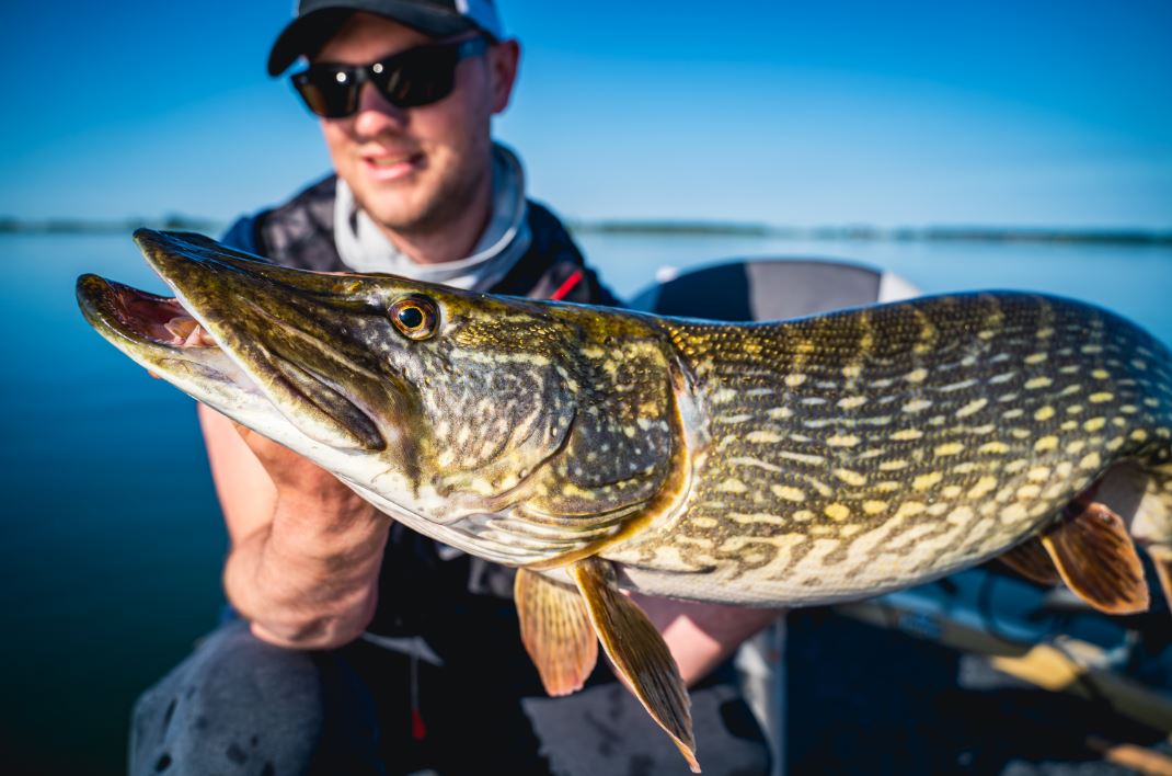 Werpend op snoek op groot water – Video Fox Rage