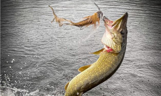 De ultieme haken voor de snoekvisserij