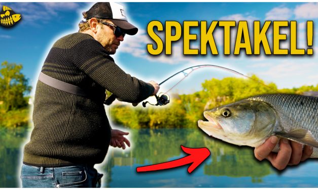 ***VIDEO*** MEGA HARDE AANBETEN! – Zo vis je nu op roofblei